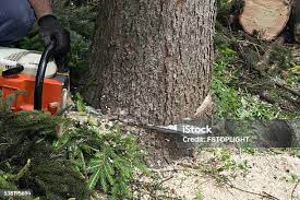 How Our Tree Care Process Works  in  Ocean City, MD